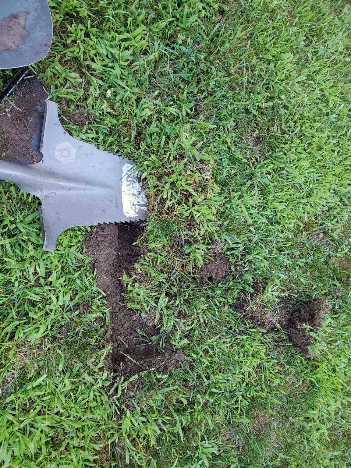 A root-cutting shovel lifting a strip of sod away from the edge of the marked circle.