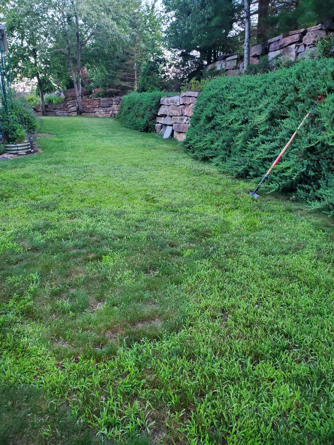 A wide view of the backyard along the stacked-stone wall and juniper hedge, the future site of the barefoot walking path.